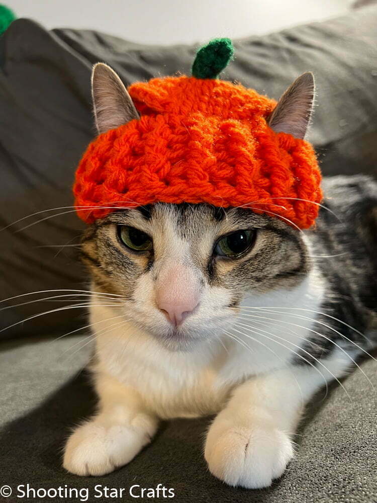 Cats Celebrating Make a Hat Day with Adorable Hats